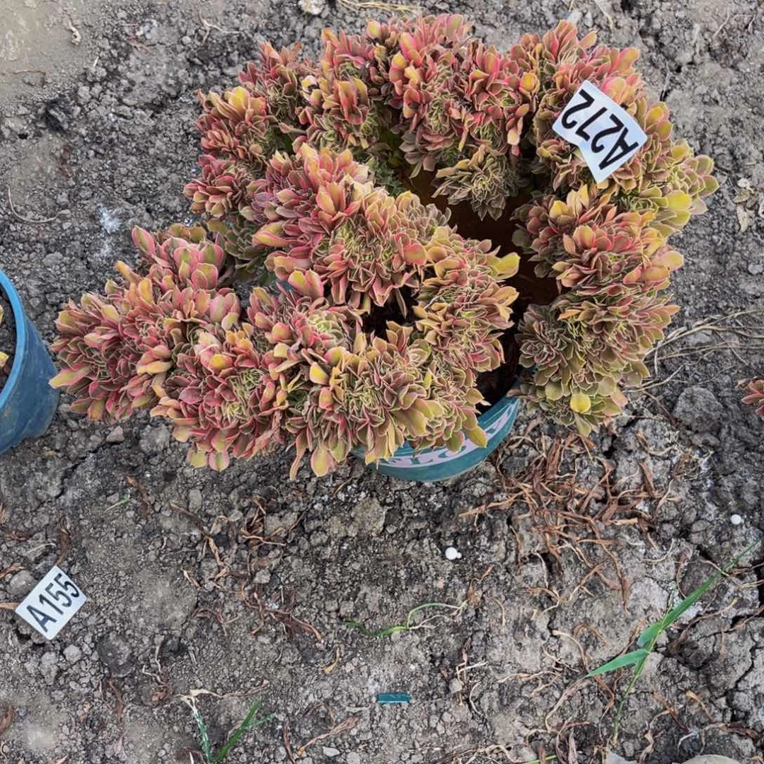 香妃法师28/33包邮