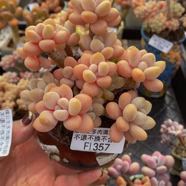 鱼子酱老桩9cm357多肉植物