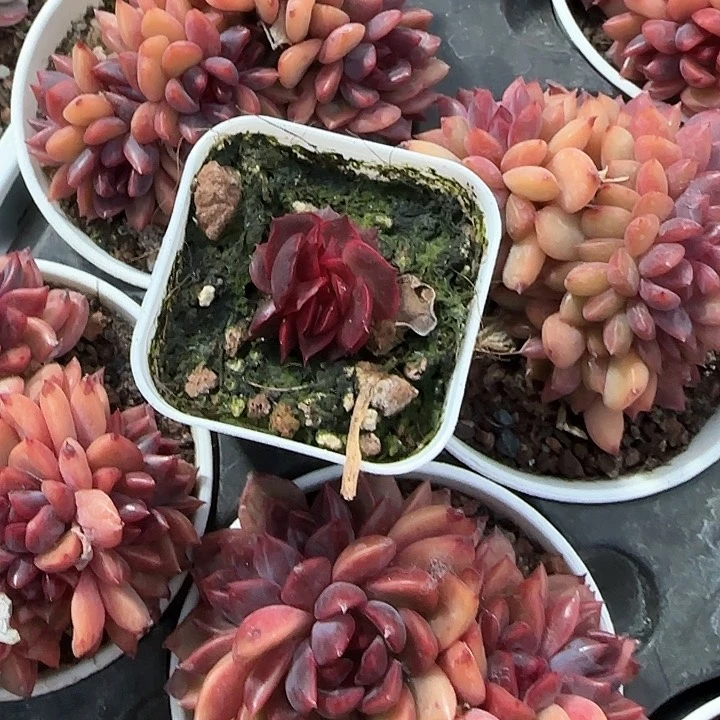 老*青蛙王子儿童牙膏111