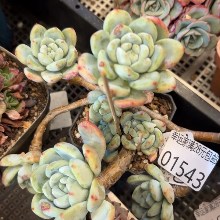 幸运的人会遇到你喜欢你