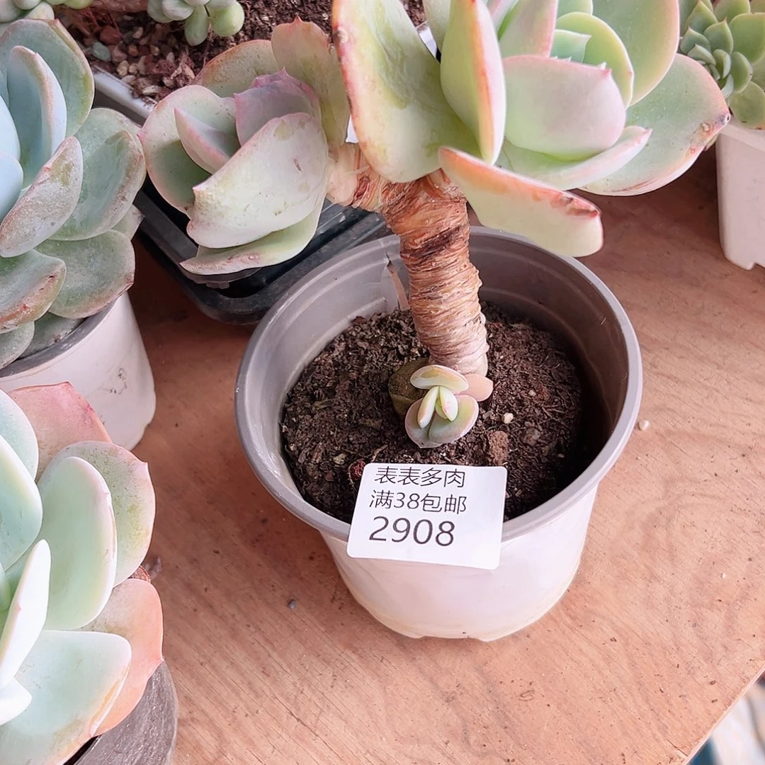 薄***空多肉一物一拍植物2908