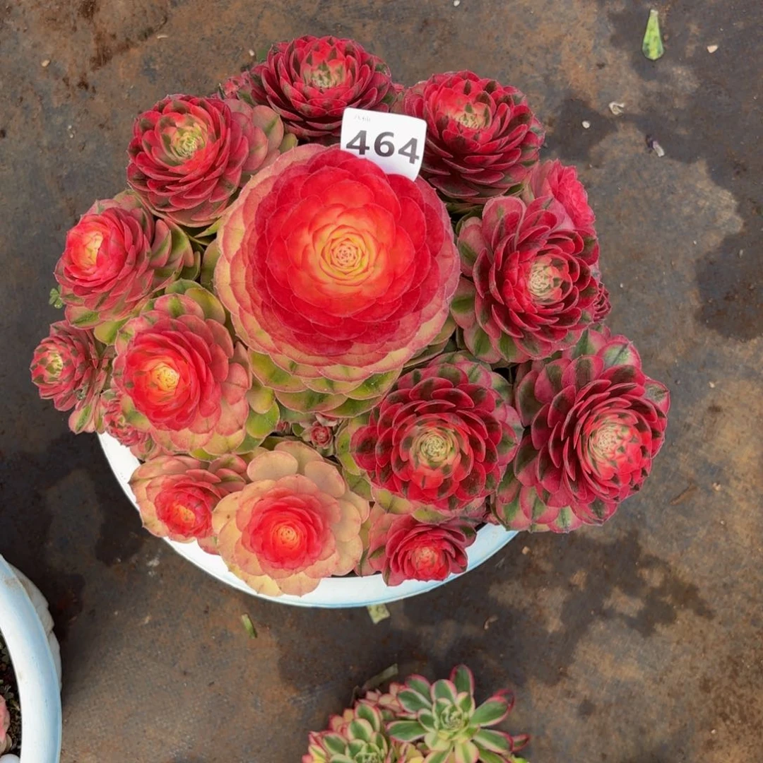 用****0464多肉植物荔枝