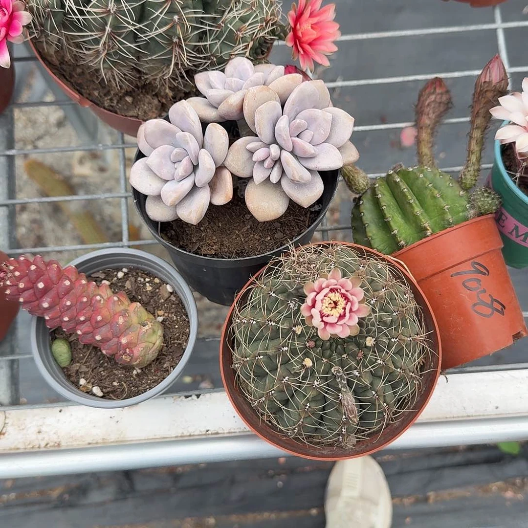 宝***儿桃爽➕非花絮多肉植物
