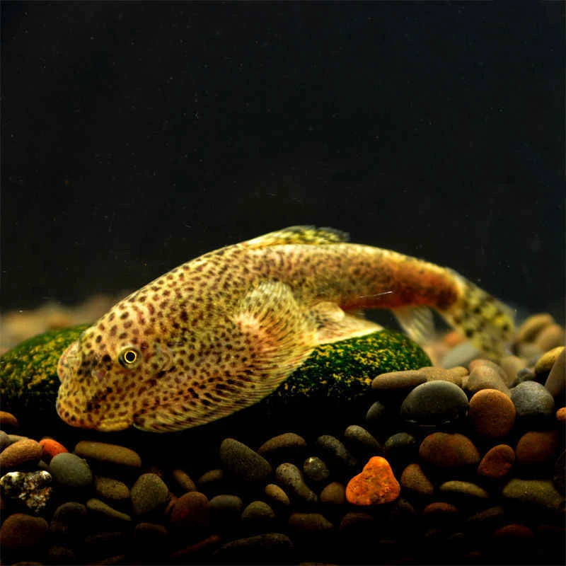 琵琶鱼专为冷水环境设计的生物除藻，无需额外加温设备