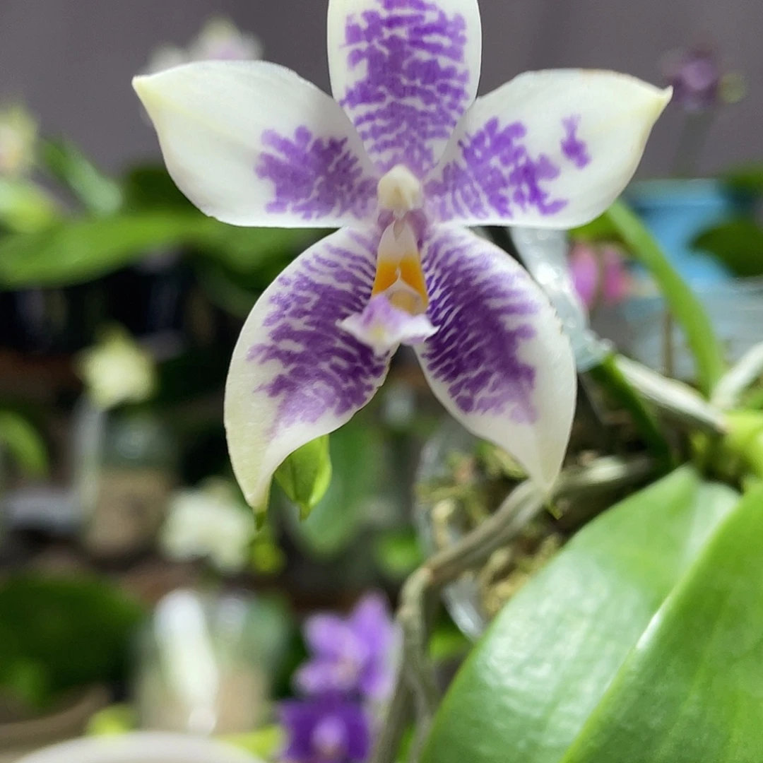 完全开放07叶瑕花期不保