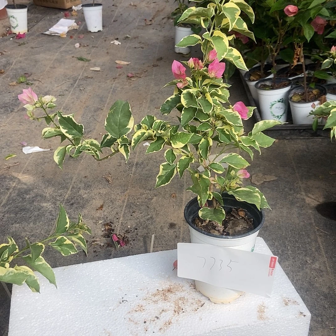 Z***8完全开放7735你的三角梅