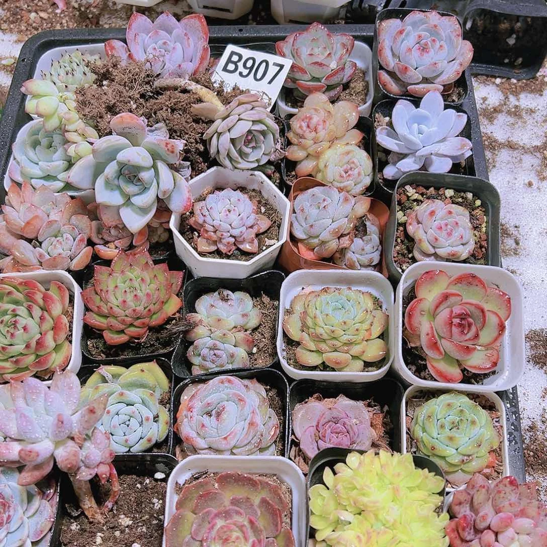 无售后脱土瑕疵多肉框拍907