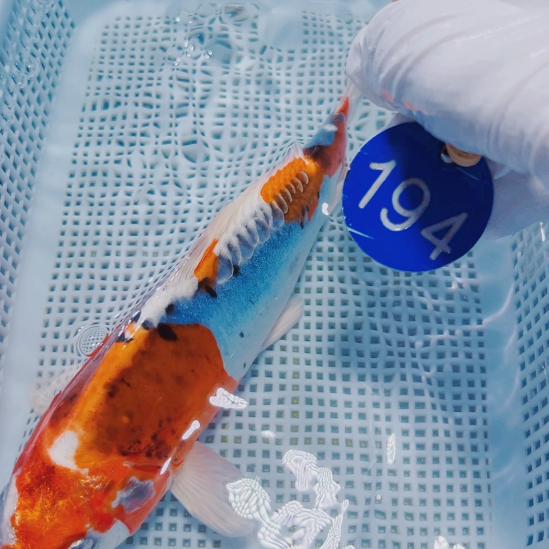 锦鲤锦鲤冷水观赏194