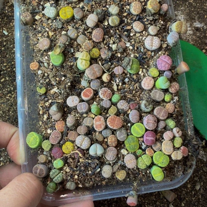 曜***）多肉植物和野生83