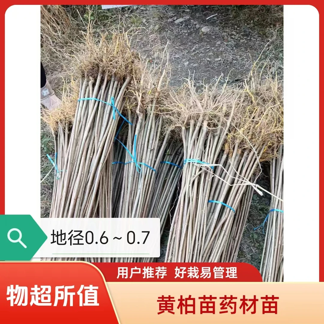 黄柏树苗适合绿化庭院批发南北方四季种植经济林苗木树正宗