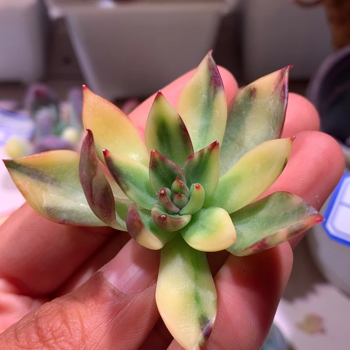 野马东云拉丝花锦