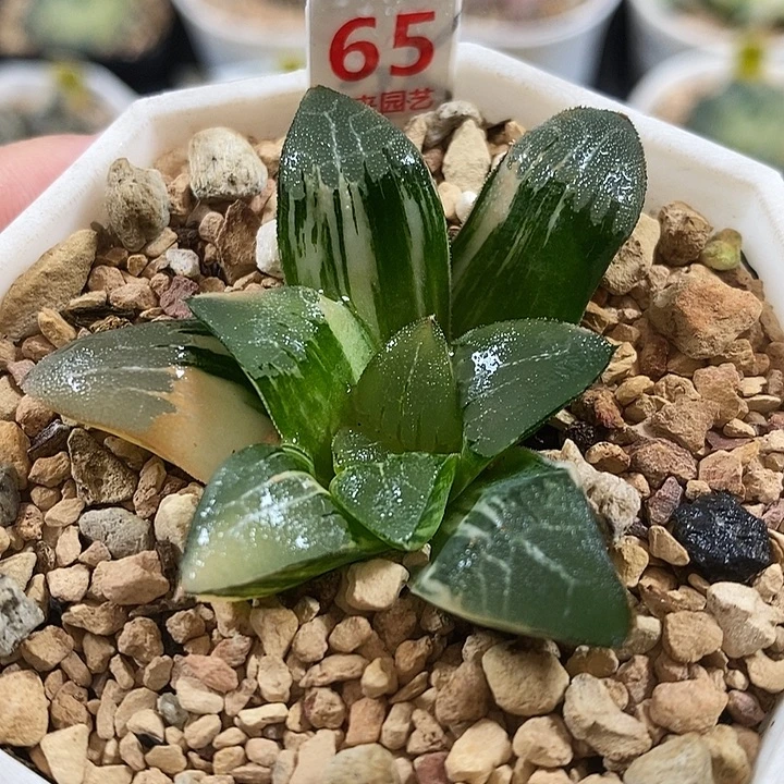 65电路板克锦一物一拍