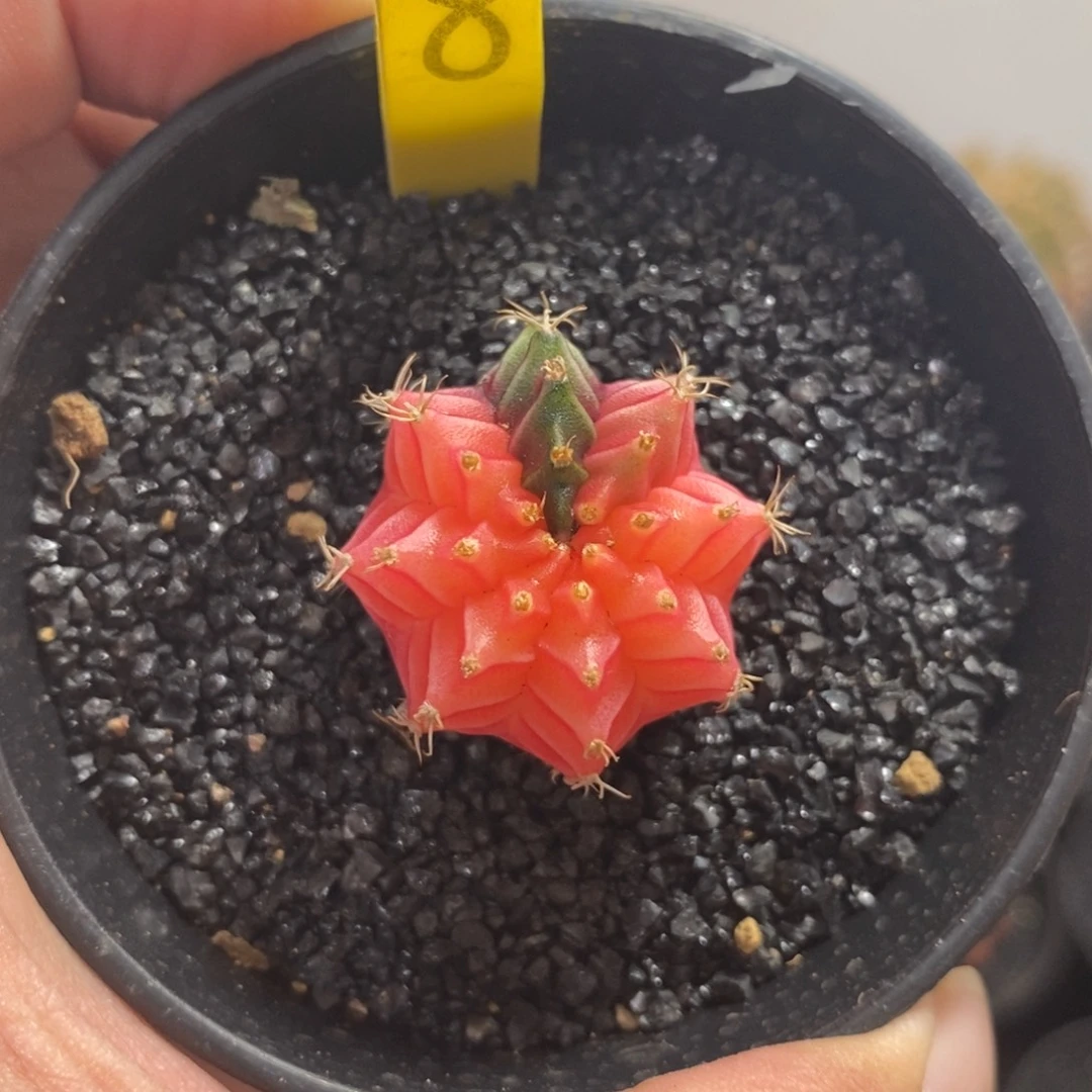 精品米哈—脱土发货32