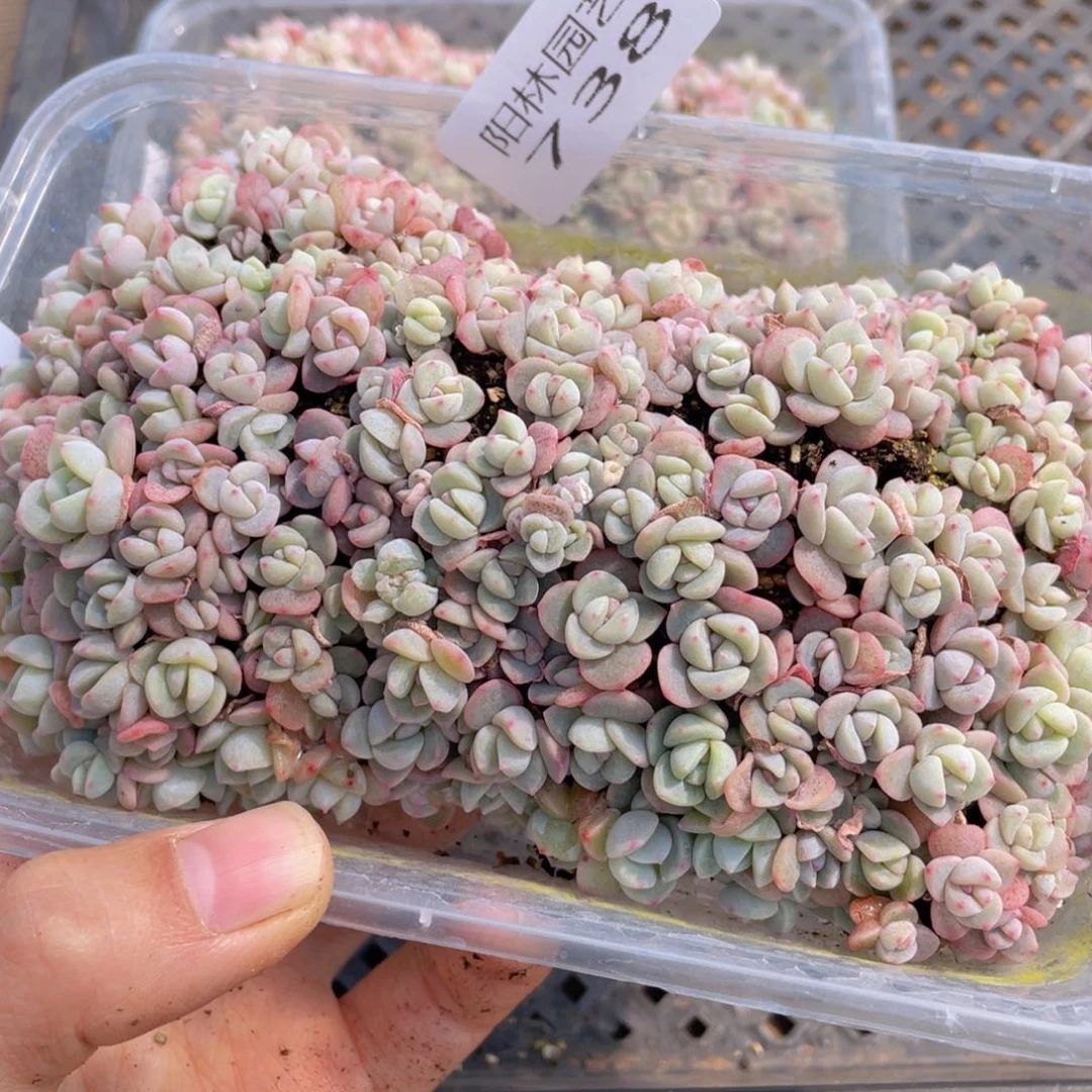 梅****仪多肉植物多肉植物738