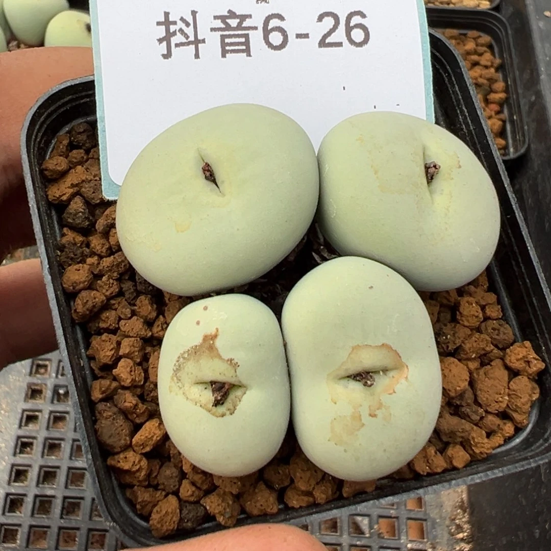 6-26肉锥多肉植物大战