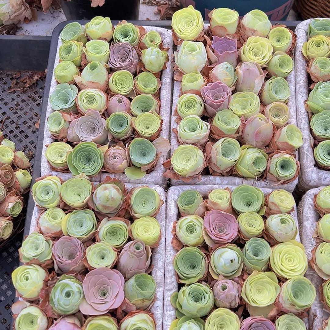 中苗组合30颗2到3厘米