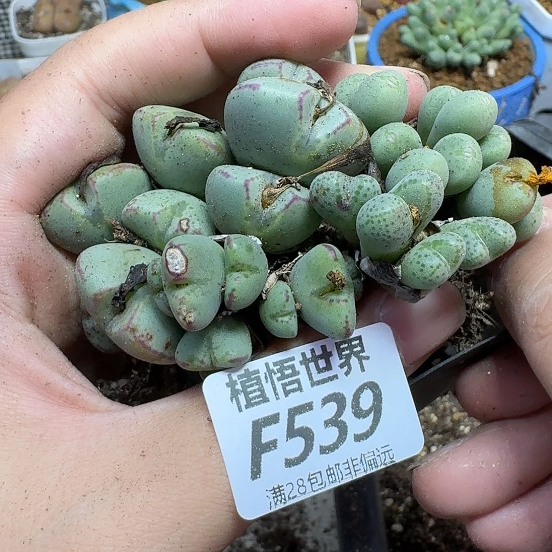的润泽的人生fggb