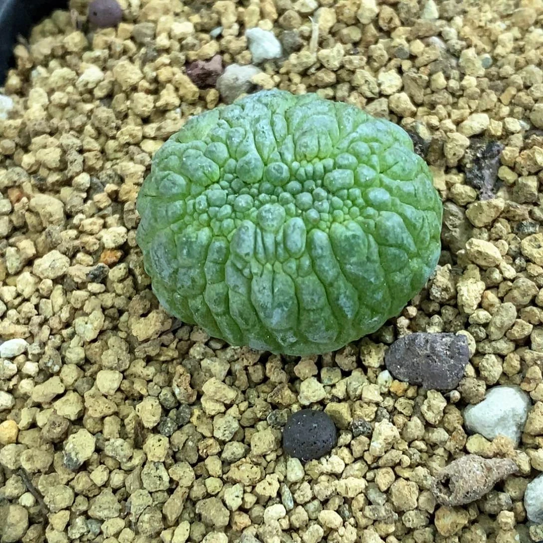 孤品实生特选株稀有凝蹄玉缀化2.4cm