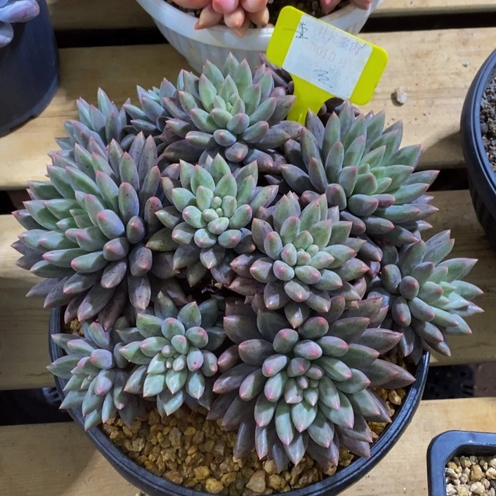 这么大个人都有女朋友啦