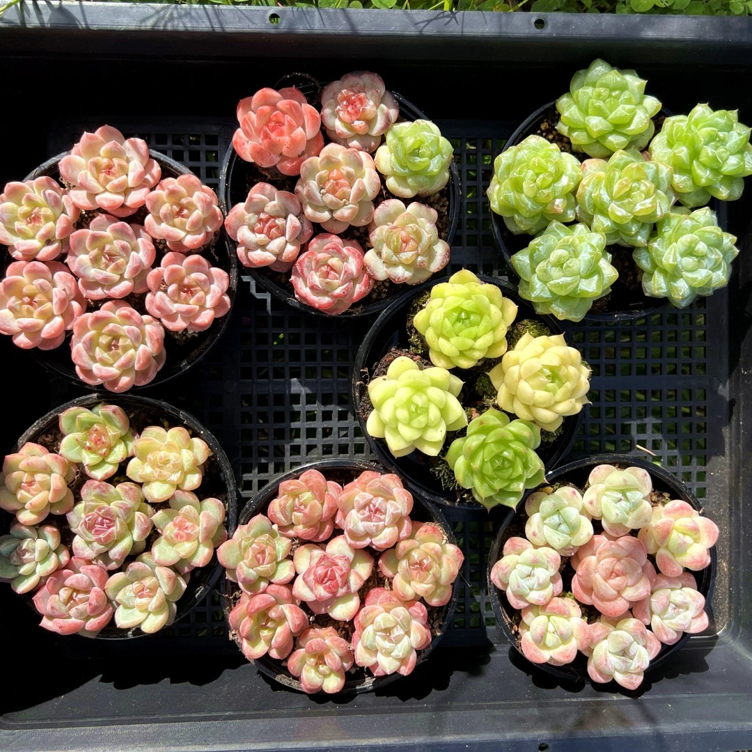 肉满满多肉 9,9 链接 精控小肉肉 12月17号