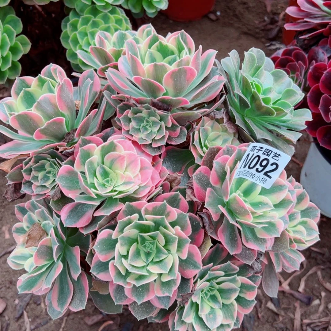 092粉花腰尺寸28左右