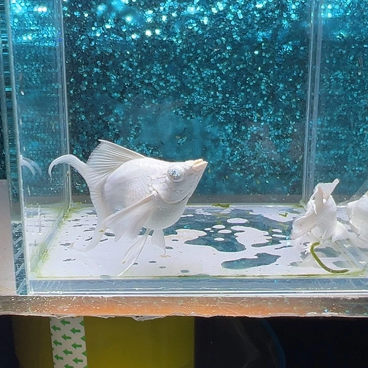 草***比海水鱼瓷白玛丽一对