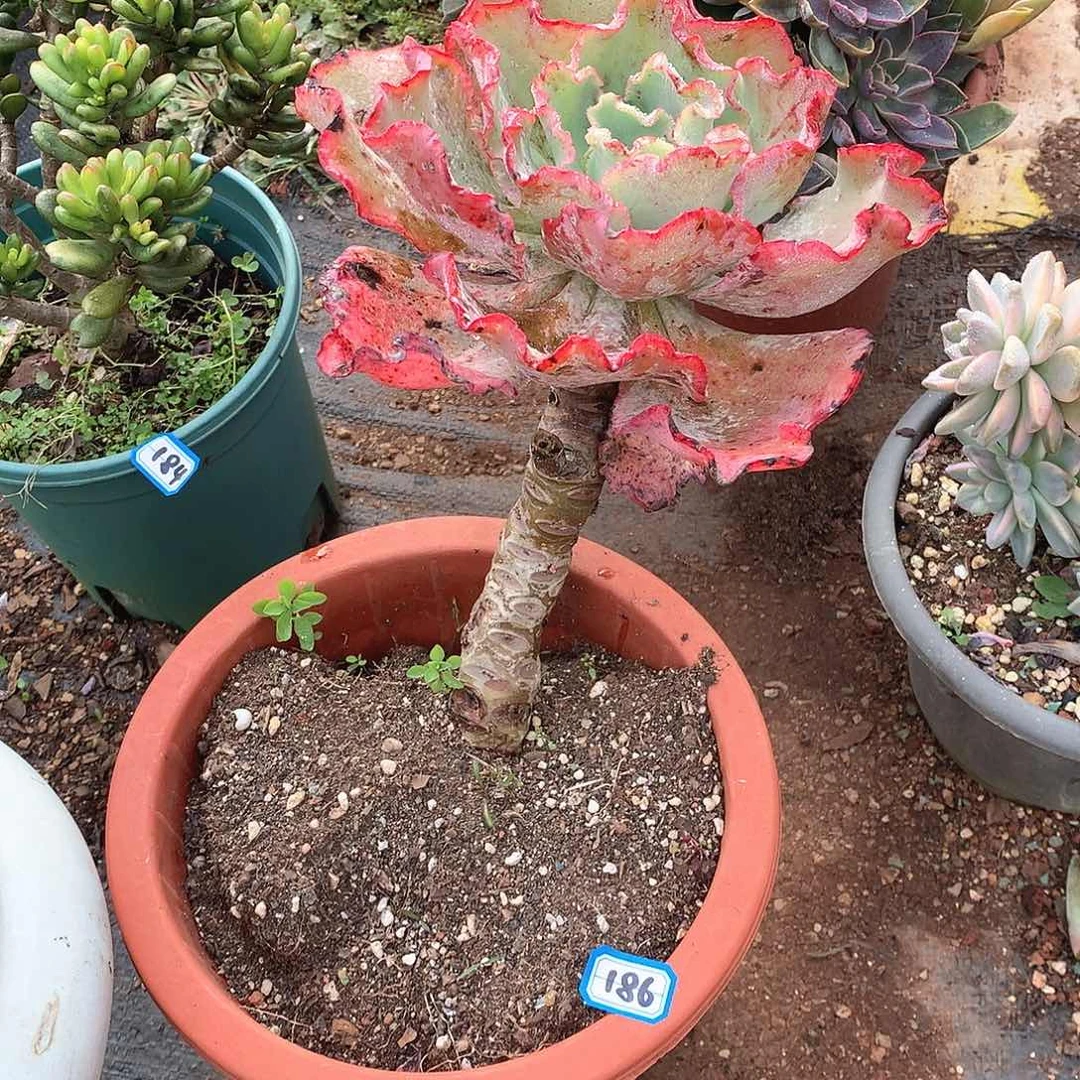 186包菜 一物一拍