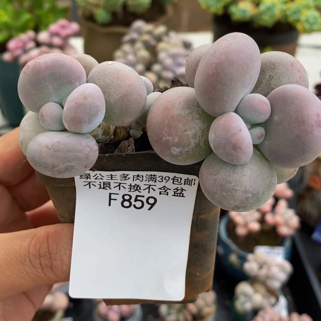 859芭比奶酪8cm多肉