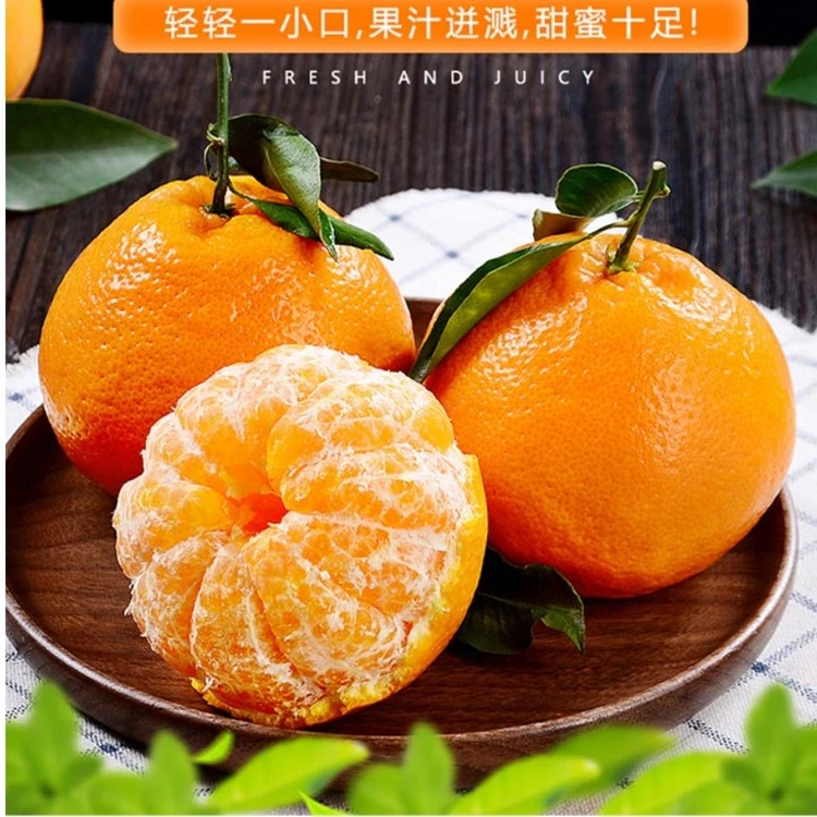 25头茬特早耙耙柑应季新鲜水果手剥皮新品种来品尝