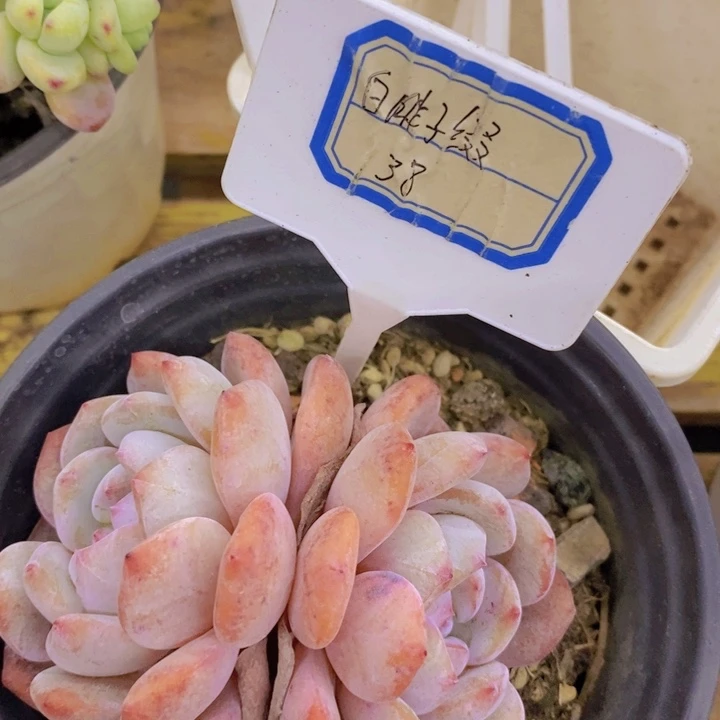 开心多肉植物多肉