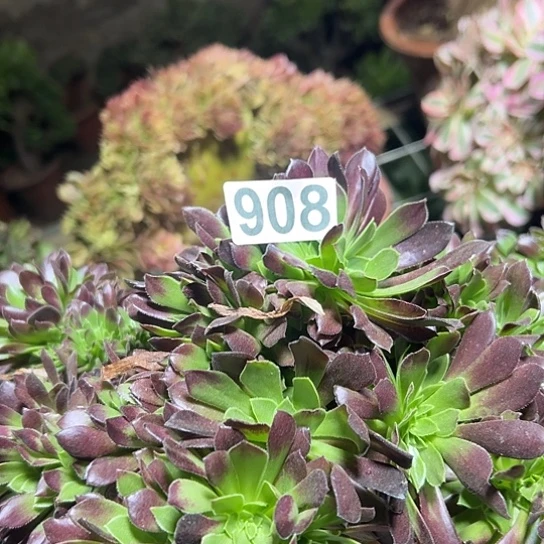 微***暖多肉植物一个欧若拉908