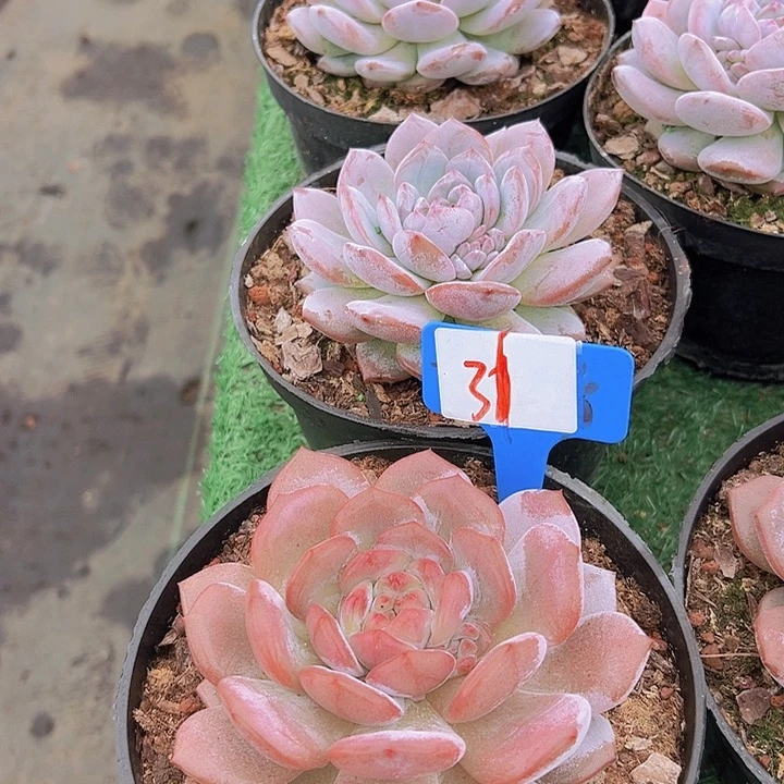 31玉夫蓉一个脱土