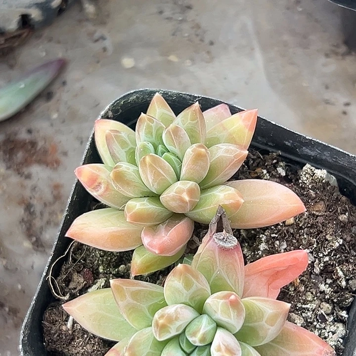 美美金品多肉美人系