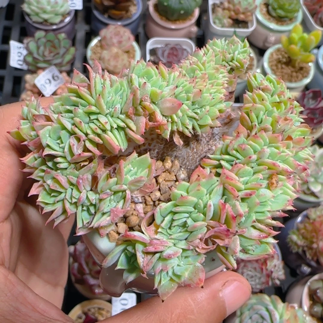 AW小尾巴5CM迷你拇指盆栽精控多肉147