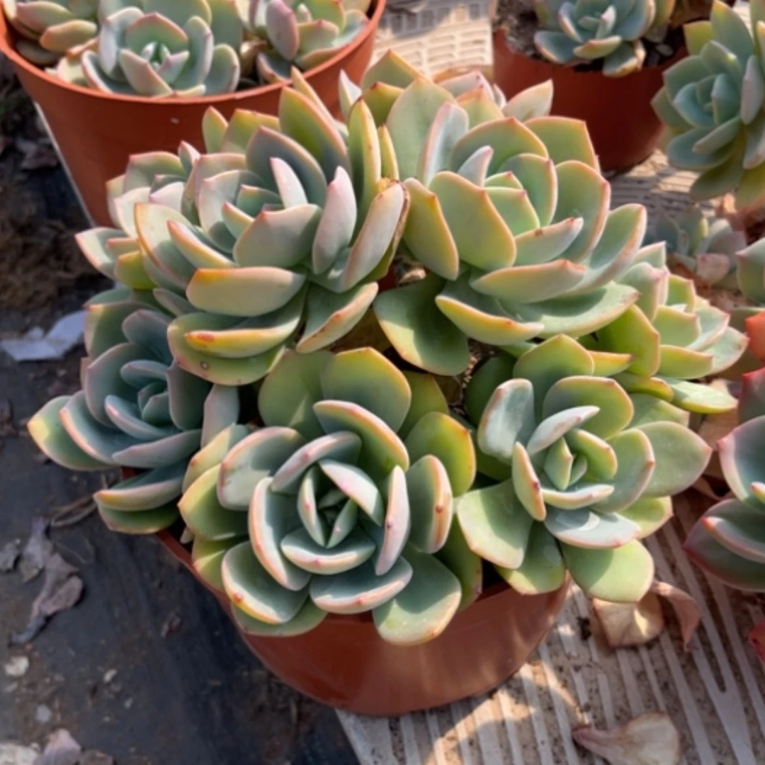 【闪购商品】H**e白凤