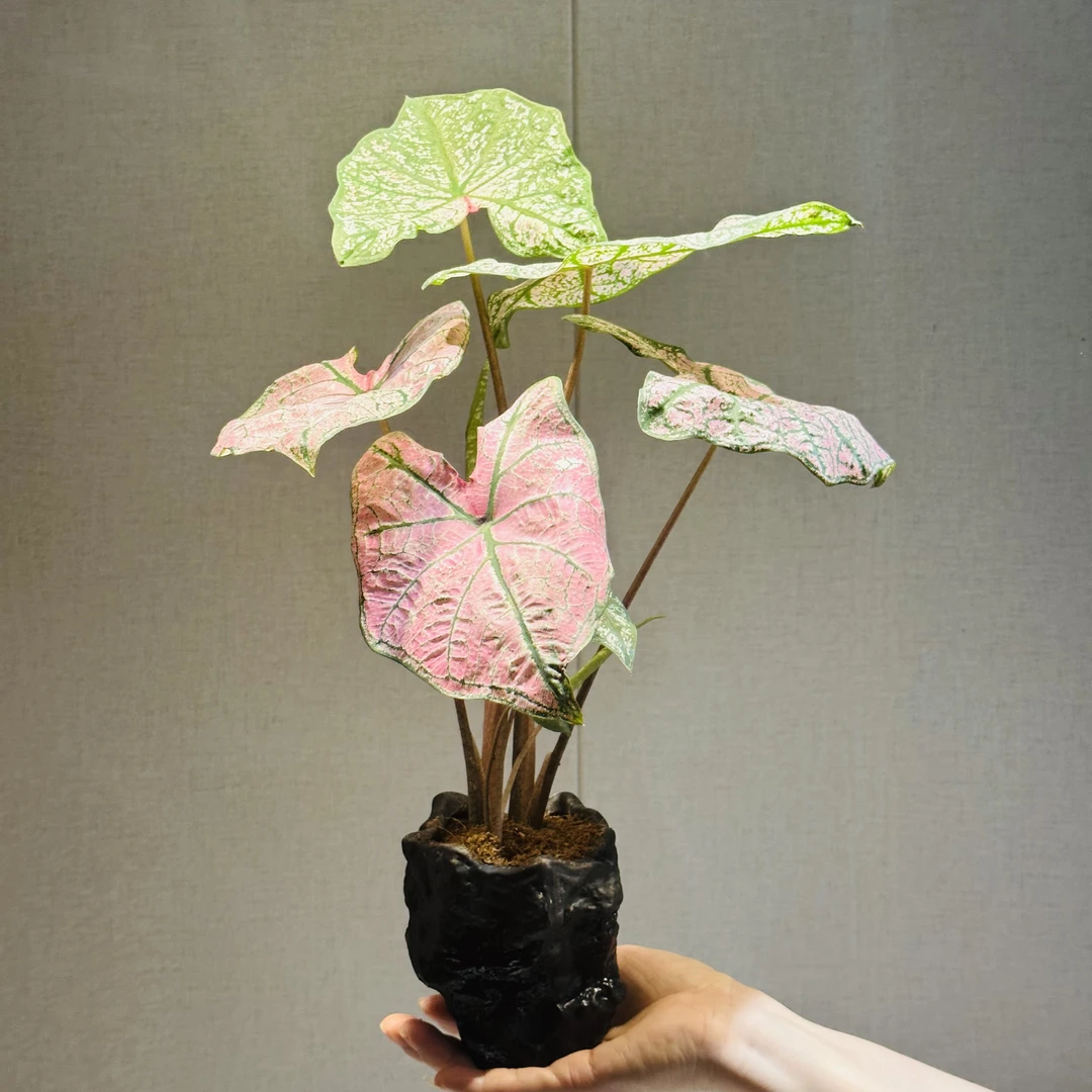 耐热彩叶芋室内盆栽网红ins风彩叶观叶类懒人植物