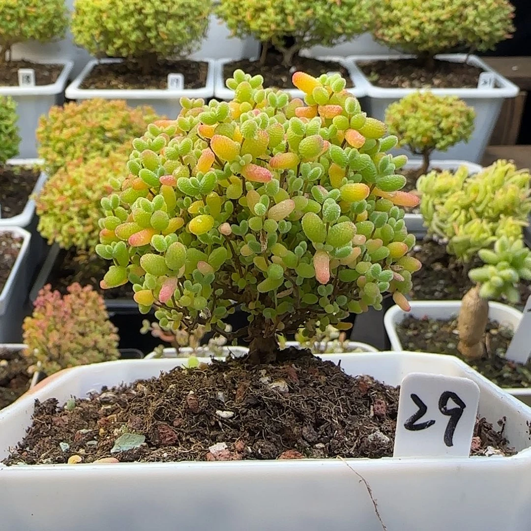 蜜橘糖球一物一拍