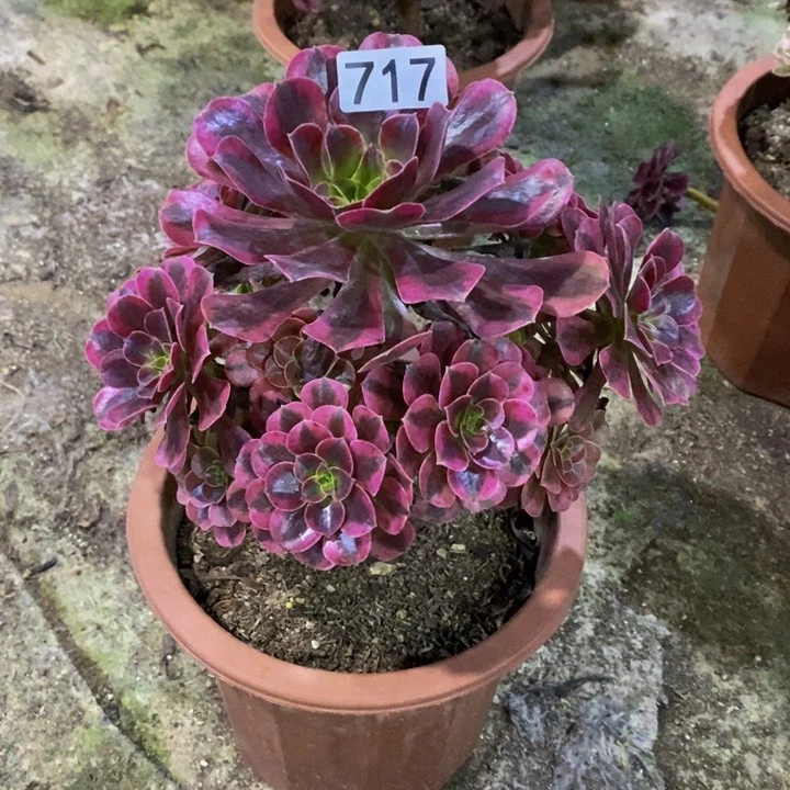 璐**L美杜莎多肉植物717
