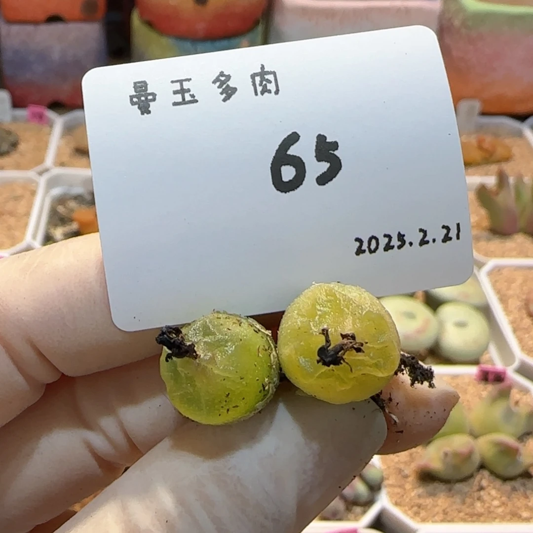 多肉多肉多肉2.21-065