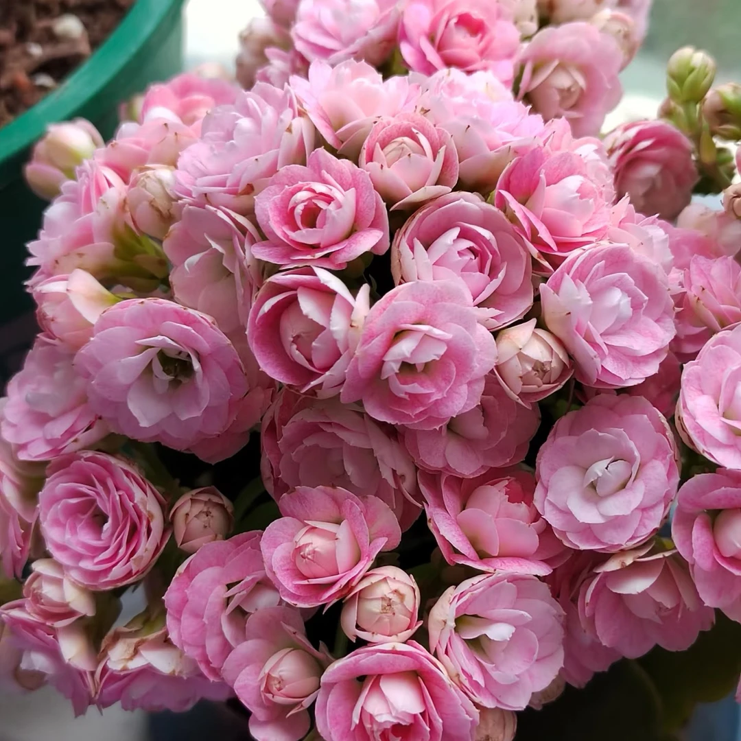 【玉芙蓉】新品超大花110盆