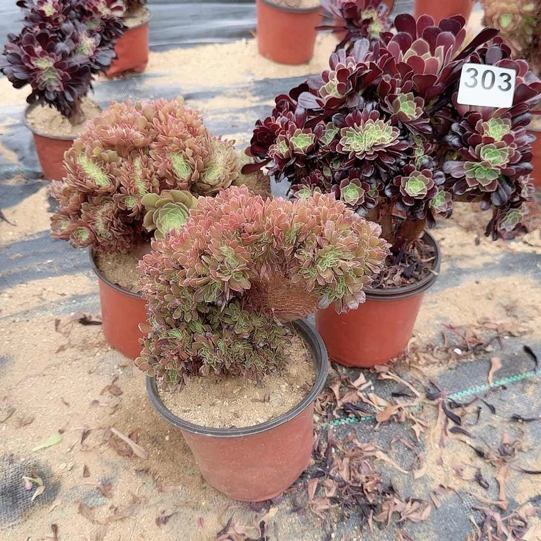 303玫瑰欧紫万缀共3颗