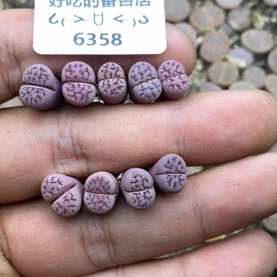 冰***&6358。18包邮.当天凑哦。新疆西藏88包邮