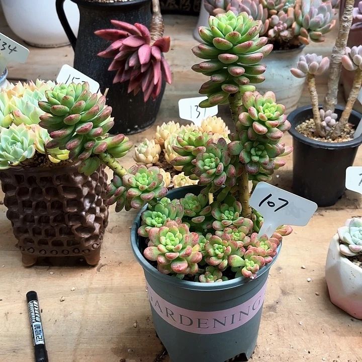 多肉植物，香格里拉107号