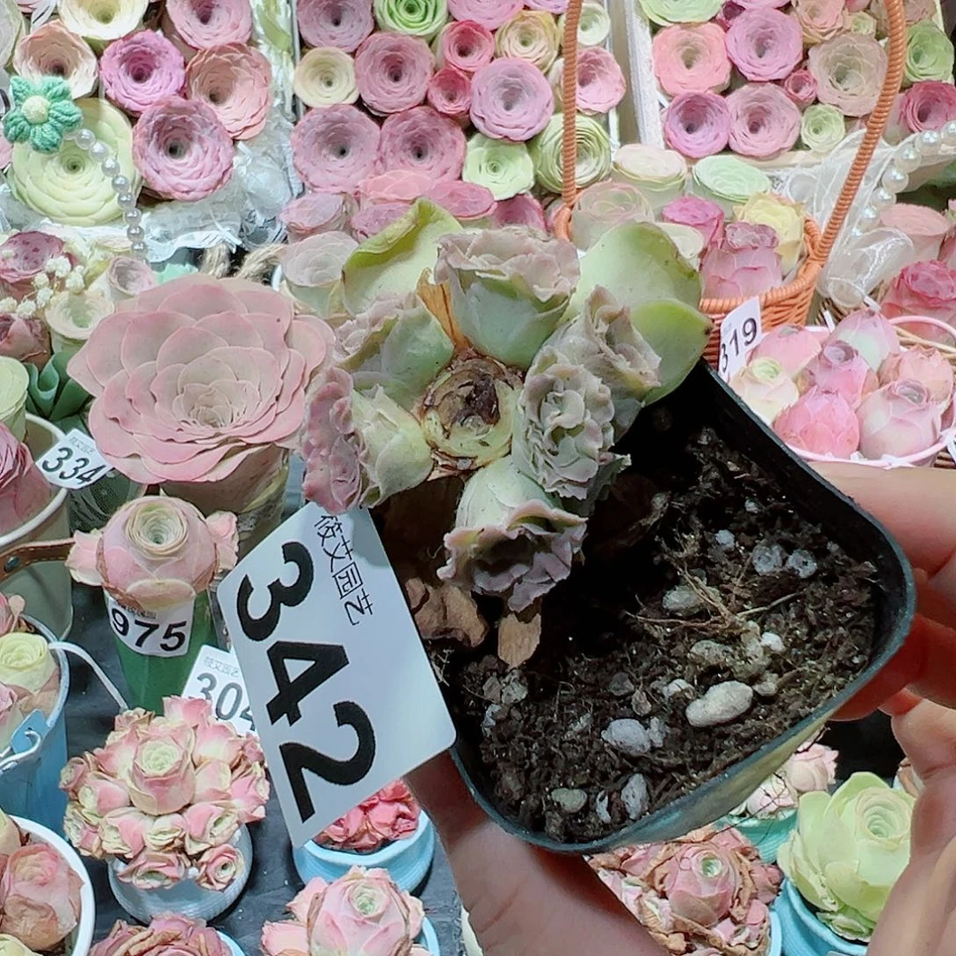 小***^342蕾丝小群。 一物一拍