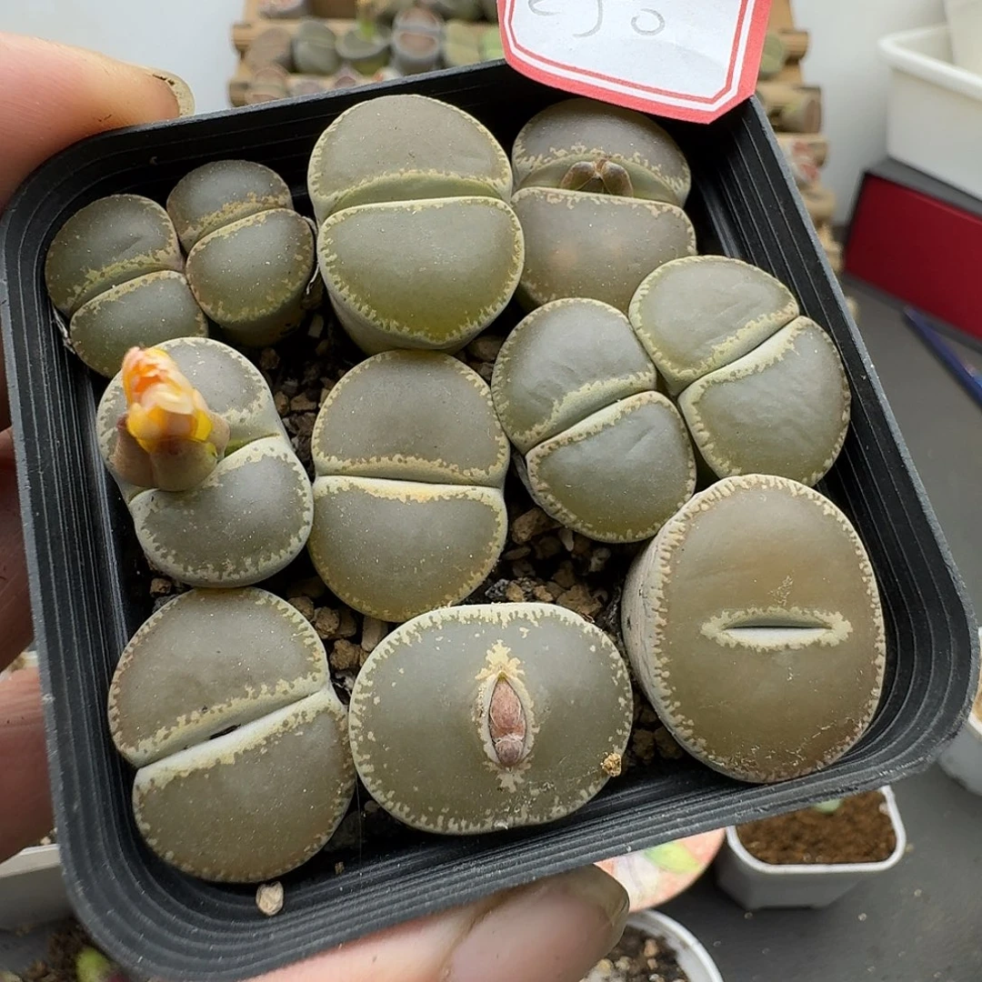 250多肉哈哈哈哈哈哈