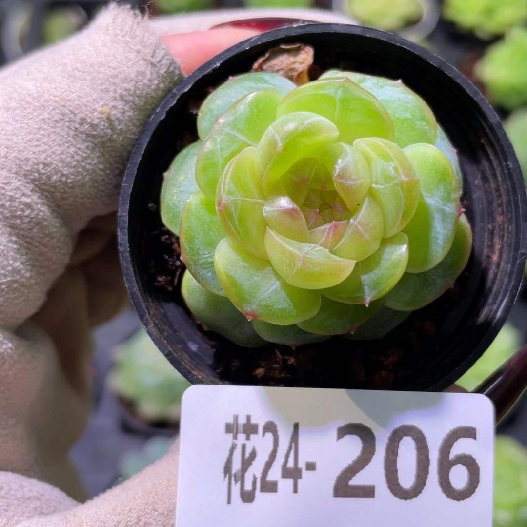 花利美24-206新品