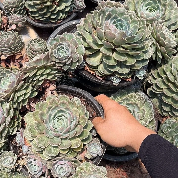 昂斯诺12.88多肉2颗