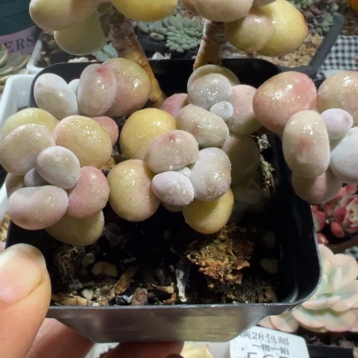 老桩精控桃蛋整装无砍