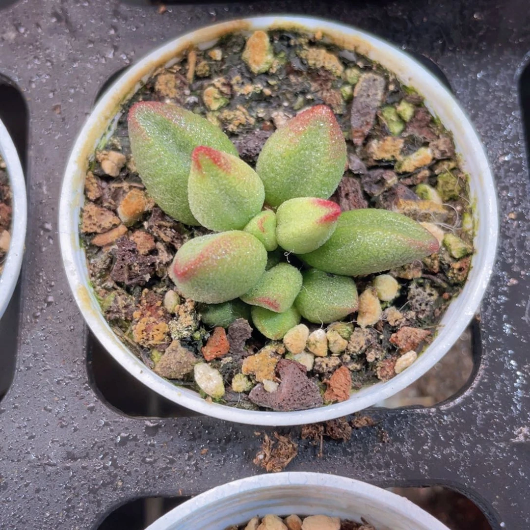 小红嘴水泡多肉9.9包邮