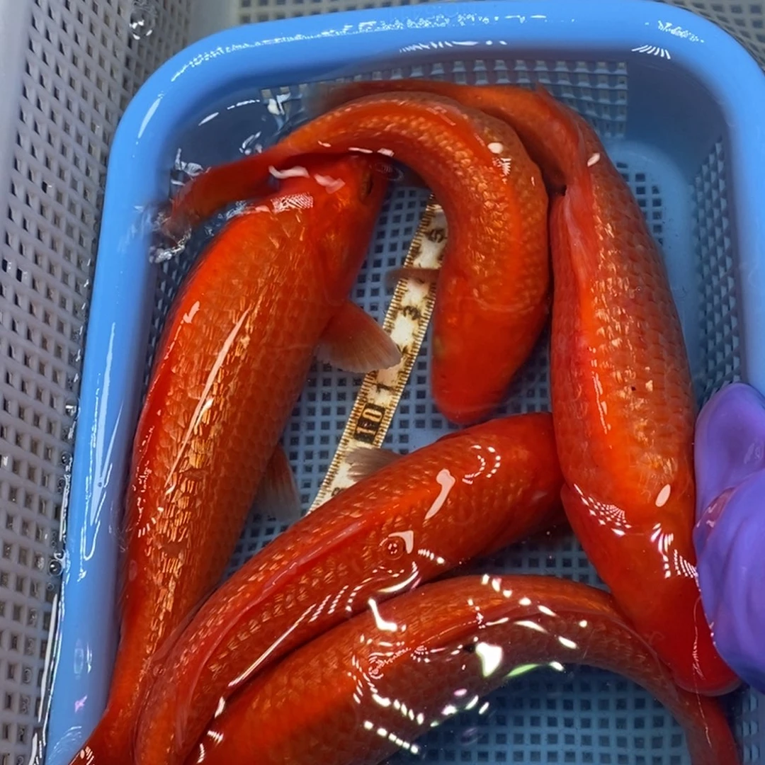 锦鲤冷水锦鲤包邮